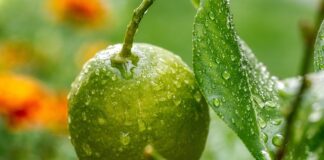 Czy norma ISO jest obowiązkowa?