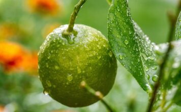 Czy norma ISO jest obowiązkowa?