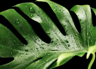 Czy Monster jest wegański?