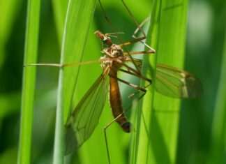 Co oznacza Stawonóg?