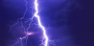 Czy wije przechodzą rozwój złożony?