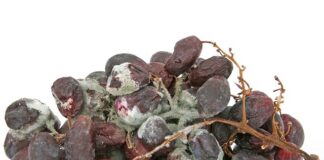 Jak dezynfekować akwarium?