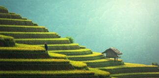 Jak zabezpieczyć taras przed psem?