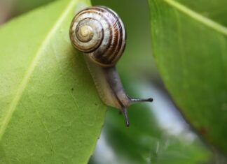 Czy ślimaki śpią?