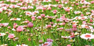 Czy można wieszać skrzynki z kwiatami na balkonie?