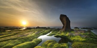 Jak pozbyć się glonów z szyby w akwarium?