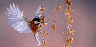 Jak odstraszyć ptaki od borówki?