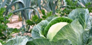 Czym wypełnić podwyższone grządki?