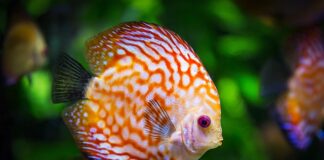 Ile kosztuje miesięczne utrzymanie akwarium?