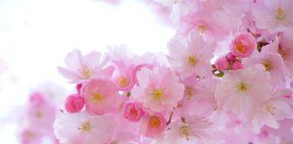 Czym kleić rośliny akwariowe?