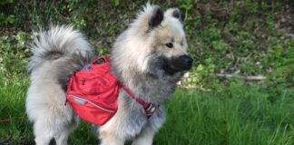 Jakie nosidełko dla 1 miesięcznego dziecka?