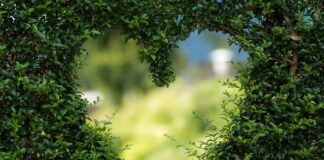 Jak zabezpieczyć krzaki borówki przed ptakami?