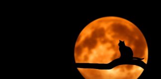 Po jakim czasie kot wydala się połknięty przedmiot?