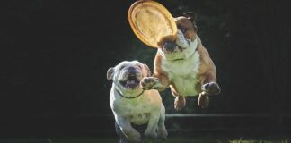 Kiedy zacząć frisbee?