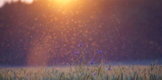 Jak zabezpieczyć balkon przed komarami?