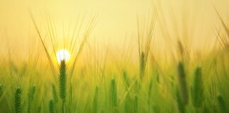 Od czego zacząć uprawę działki?