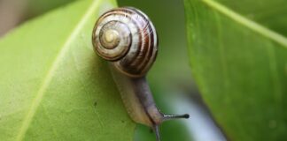 Czy ślimaki piją wodę?