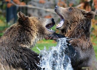 Czy sparingi są bezpieczne?