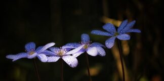 Czemu cios na wątrobę boli?