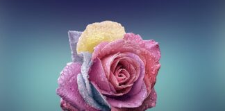 Czym się różni wędka spinningowa od spławikowej?