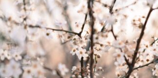 Jak nazywa się krążek do hokeja?