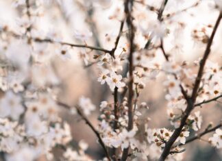 Jak nazywa się krążek do hokeja?