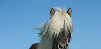 Jak przyzwyczaić konia do wędzidła?