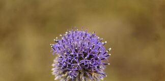 Jak działa wędzidło Baucher?