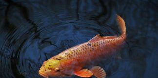 Jaka żyłka na karpia do dalekich rzutów?