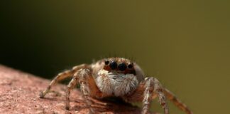 Jak zdobyć tytuł skoczka spadochronowego?