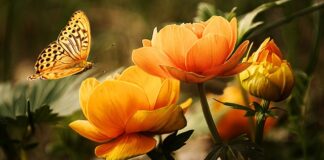 Co oznacza pomarańczowy kask?