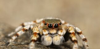 Jaki kask do skoków spadochronowych?