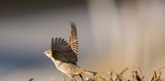 Ile razy trzeba skoczyć ze spadochronem?