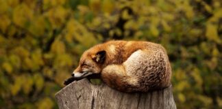 Czy spanie w zimnym pokoju jest zdrowe?