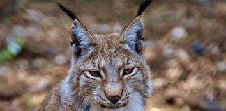 Jak pozbyć się rys na kasku?