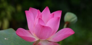 Jak jest po angielsku bejsbol?